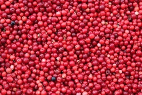 Cranberry bog during the high season for cranberries on Cape Cod