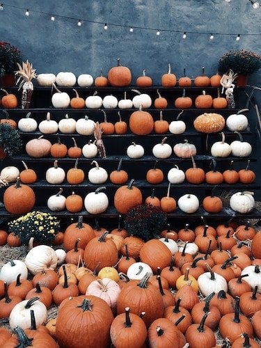 Pumpkin display at Damariscotta Pumpkinfest & Regatta in Maine