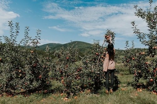 Girl picking her own apples in Connecticut