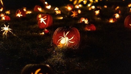 Jack-o-Lanterns at Roger Williams Park Zoo