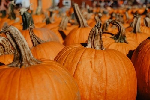 What better way to enjoy Fall than culinary delights at a farm stand or pumpkin painting?