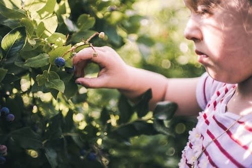 Pick your own blueberries