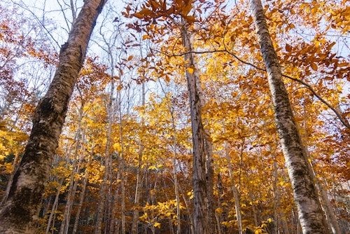 Fall foliage along the hiking trails in Knox County