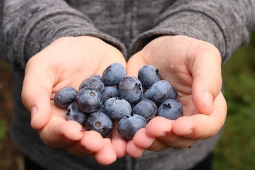 hands cupped with blueberries on a CT blueberry picking trip