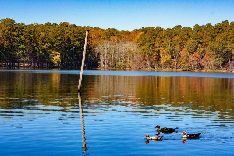 Ducks swimming in a lake in Rhode Island, one of the best things to do in November in New England