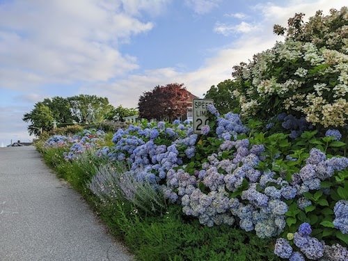 Speed limit sign covered with flowers in the summer months in Noank