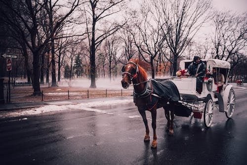 A man and horse-drawn carriage, waiting for riders in Central Park
