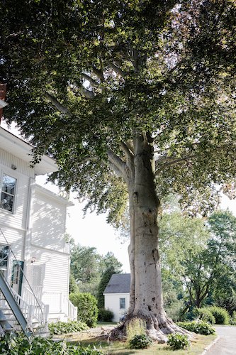 copper beech tree stanton house inn greenwich ct Charming Bed and Breakfast with Pool in Greenwich, CT