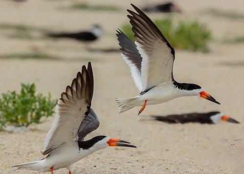 Local seabirds take off at Point Pleasant Beach