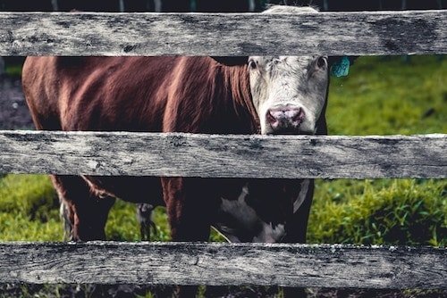 A cow at a farm located in the region, many of which are attractions in and of themselves