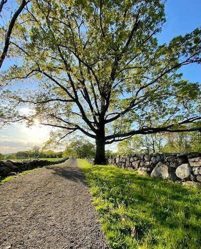 Tree along a carriage road in Tarrytown