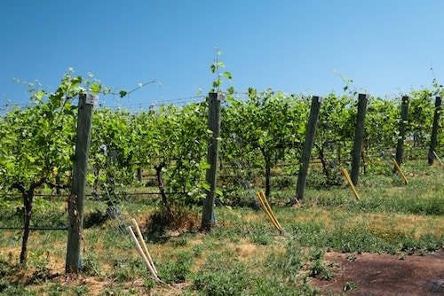 Winery close to Lake Waramaug along quiet country roads