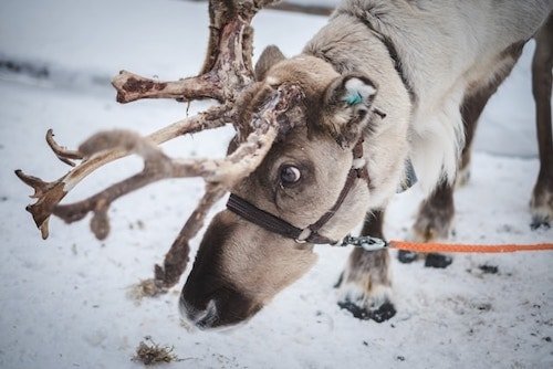 Reindeer have long been a part of the Christmas history, and a Greenwich CT Christmas is no different