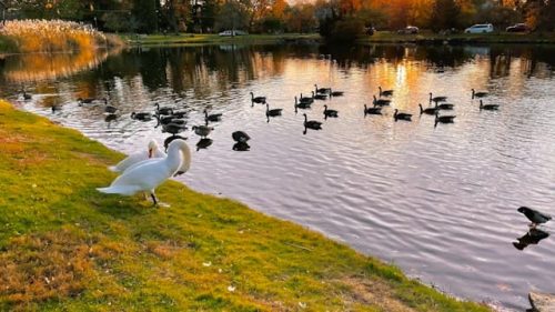 Swans and ducks at Bruce Park in downtown Greenwich, Connecticut, 15 minutes away from White Plains, NY