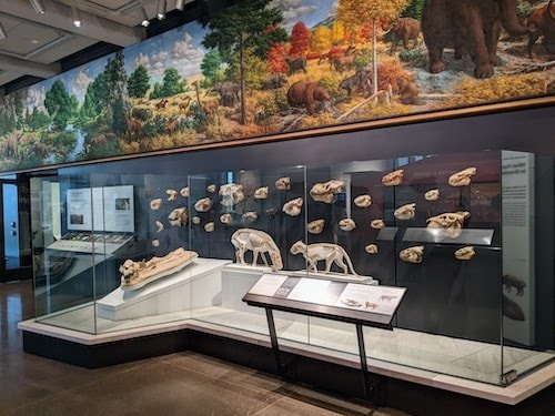 The hall devoted to Mammalian evolution