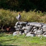 Rooster crowing on a rock wall: the epitome of rural charm while exploring things to do in Pomfret CT