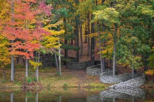 Scenic view of bright yellow fall foliage of sugar maple trees at Storm King in the Hudson River Valley