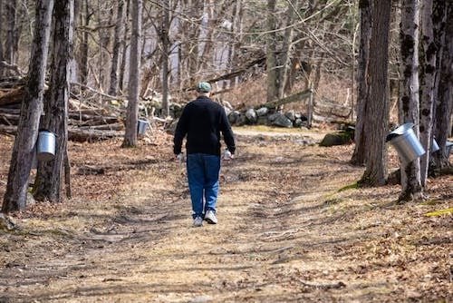 Man walking through a forest of maple trees, setup for syrup harvesting