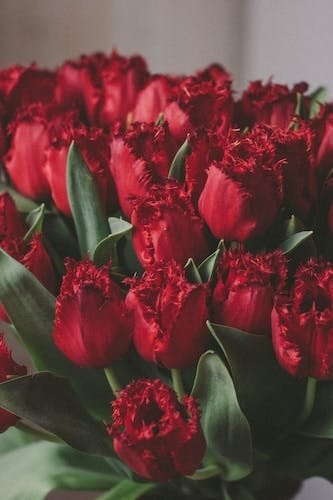 Tulips on weekend getaways in New England