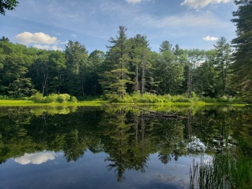 Wooded lake in Lenox, MA