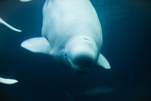 beluga whale at Mystic Aquarium