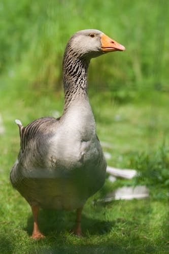 Goose encounter in springtime in new england