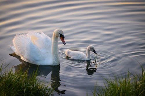Keep your fingers crossed to see baby animals galore on your new england spring getaways