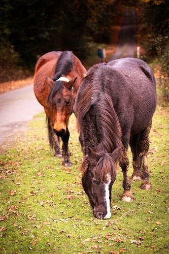 Ponies at a farm in the spring in Rhode Island