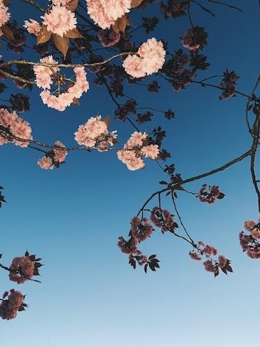 Cherry blossoms in New England in the spring