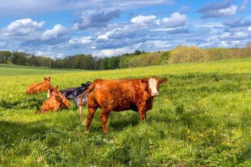 Cows in a pasture in New England in the spring