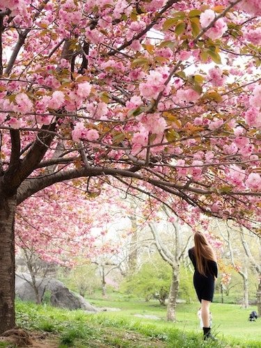Woman admiring the cherry blossoms in April, New York