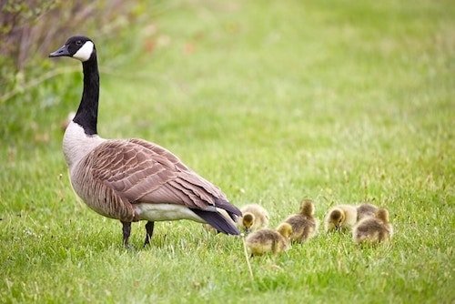 Goose with goslings in the Boston Public Garden that the Boston Marathon passes