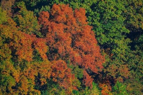 Van Cortlandt Park, one of the biggest New York City parks, from the sky