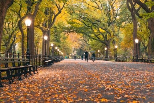 Vibrant fall foliage in New York City