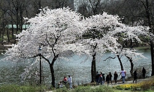Cherry blossoms blooming in a park in New England