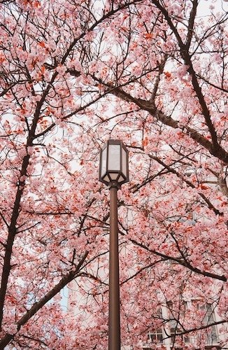 Cherry blossoms in New Haven, Connecticut