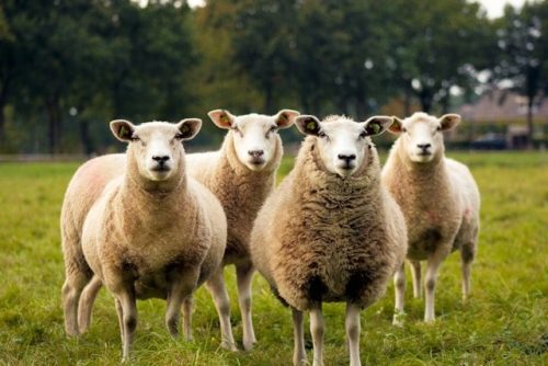 Sheep on one of the farms that's one of the most popular attractions here
