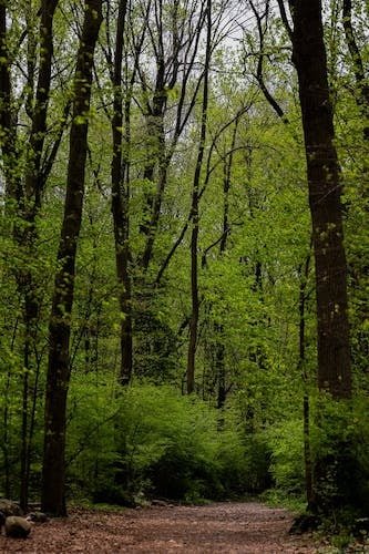 Bright green spring foliage along a hiking trail during springtime in new england