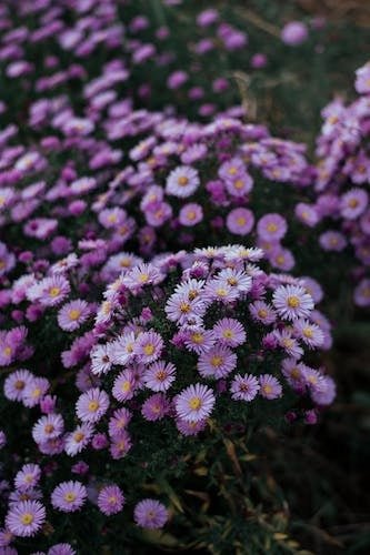 Asters in a public garden in new england in spring