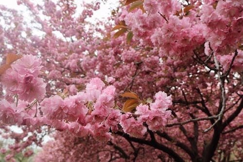 Cherry blossoms are a major draw to the various New York Botanical Gardens, like the Brooklyn Botanical Garden, in April