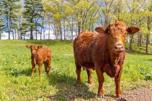 Cow and calf in a New Hampshire field