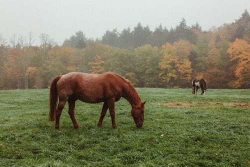 Horses grazing in a field in Big Indian, NY