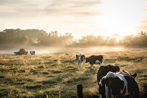 Cows walking through a field