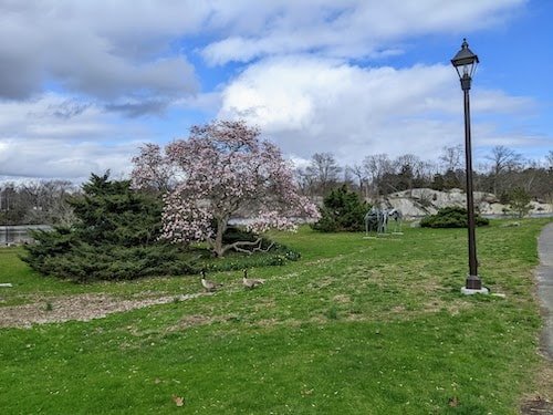 Magnolia blossoms in Bruce Park