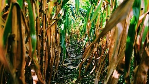 Corn maze at Fox Hill Farms