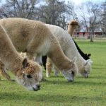 Alpacas at a farm, one of the best things to do in Thompson CT