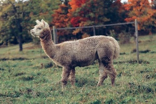 Alpaca wandering through a pasture in the fall