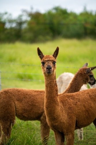 Alpacas at Safe Haven