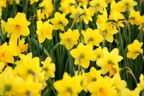 Daffodils at a festival
