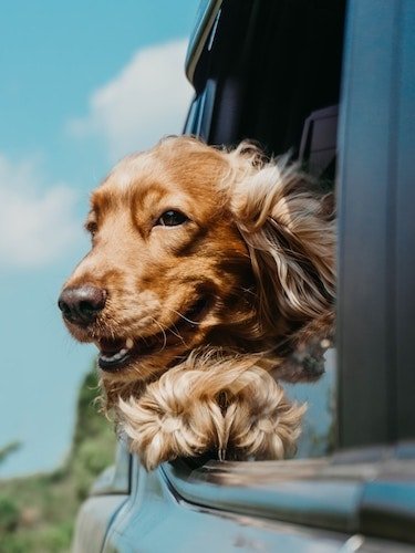 A dog enjoying the air from the backseat of a road trip